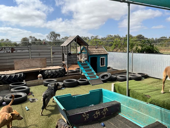 dog-day-care-business-including-freehold-6