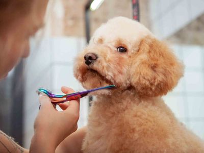 established-thriving-grooming-brand-asset-sale-south-west-sydney-0
