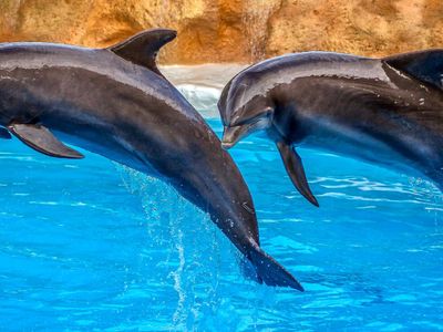 tourism-boom-passive-income-home-based-low-start-up-costs-great-roi-4