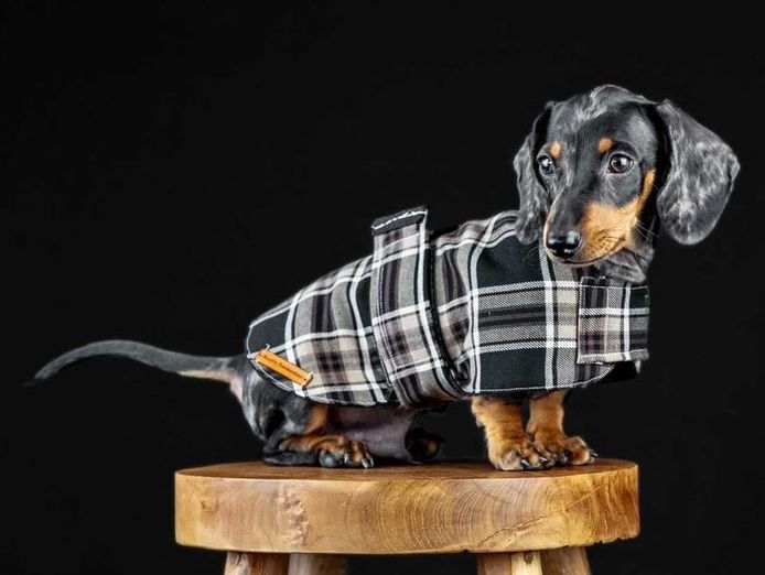 growing-online-pet-accessory-brand-over-30k-followers-5