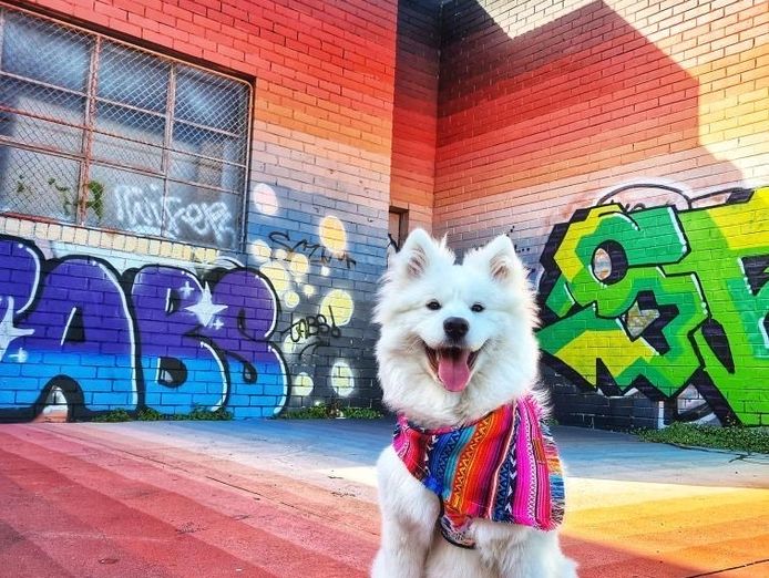 growing-online-pet-accessory-brand-over-30k-followers-4