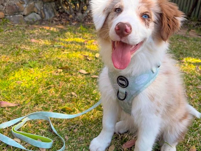 growing-online-pet-accessory-brand-over-30k-followers-2