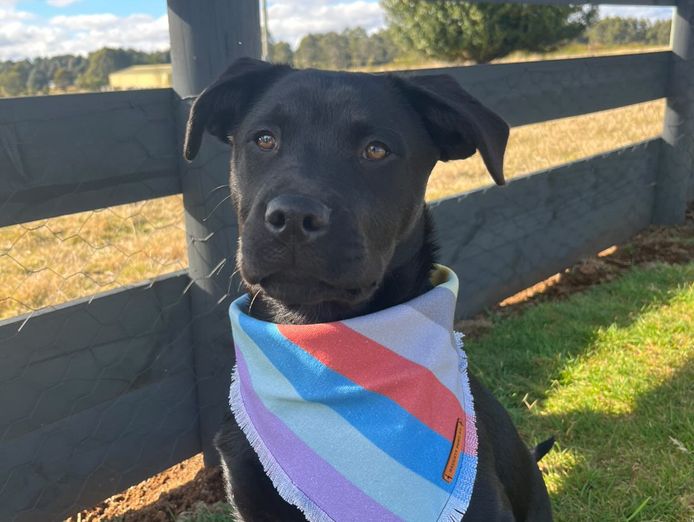 growing-online-pet-accessory-brand-over-30k-followers-3