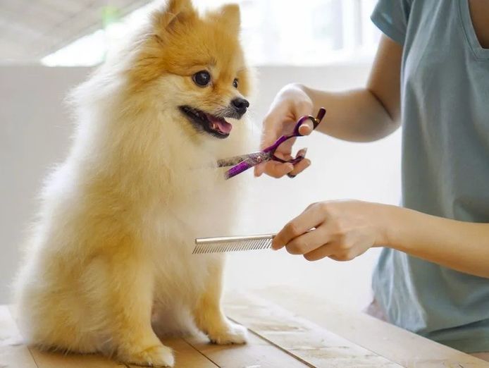 profitable-pet-grooming-salon-business-for-sale-mount-isa-0