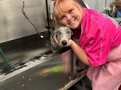 busy-established-dog-grooming-salon-pet-supplies-store-4