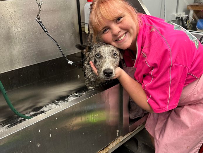 busy-established-dog-grooming-salon-pet-supplies-store-4