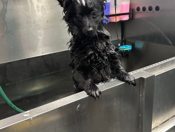 busy-established-dog-grooming-salon-pet-supplies-store-8