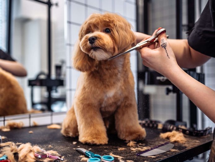 long-established-busy-dog-grooming-business-for-sale-gold-coast-0