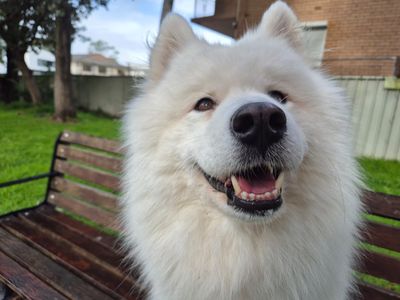 dog-walking-doggy-daycare-in-five-dock-nsw-business-opportunity-4