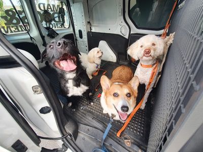 dog-walking-doggy-daycare-in-five-dock-nsw-business-opportunity-7