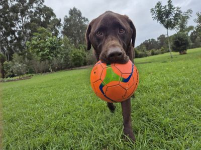 dog-walking-doggy-daycare-in-five-dock-nsw-business-opportunity-9