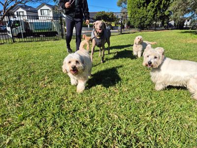 dog-walking-doggy-daycare-in-five-dock-nsw-business-opportunity-2