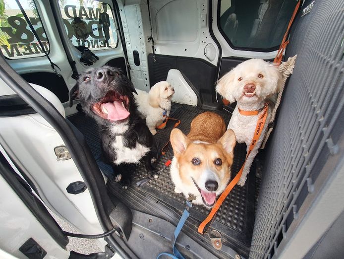 dog-walking-doggy-daycare-in-five-dock-nsw-business-opportunity-7