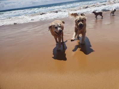 dog-walking-doggy-daycare-in-terrigal-nsw-business-opportunity-2