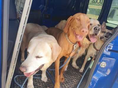 dog-walking-doggy-daycare-in-terrigal-nsw-business-opportunity-7