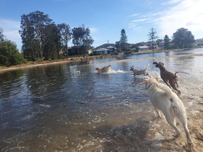 dog-walking-doggy-daycare-in-terrigal-nsw-business-opportunity-9