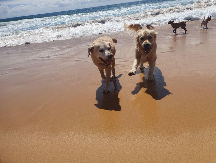dog-walking-doggy-daycare-in-terrigal-nsw-business-opportunity-2