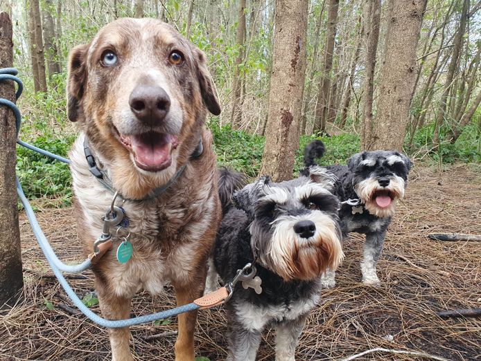 dog-walking-doggy-daycare-in-terrigal-nsw-business-opportunity-4