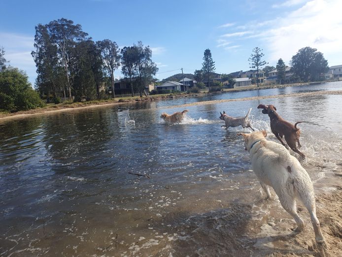 dog-walking-doggy-daycare-in-terrigal-nsw-business-opportunity-9