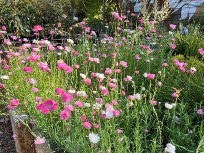 exciting-opportunity-established-australian-native-plant-nursery-for-sale-0