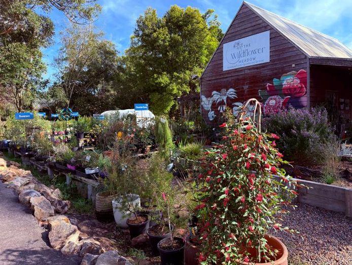 the-wildflower-meadow-established-native-plant-nursery-central-coast-nsw-0