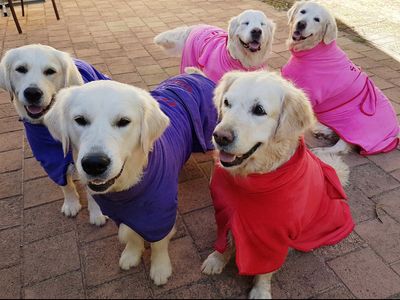 established-brand-long-trading-history-ecommerce-store-easy-to-run-profitable-6