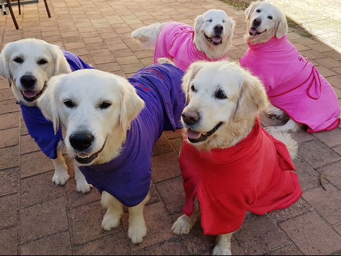 established-brand-long-trading-history-ecommerce-store-easy-to-run-profitable-6