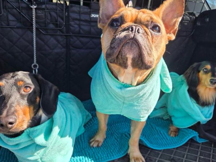 profitable-15-year-established-e-commerce-business-owner-operator-opportunity-1