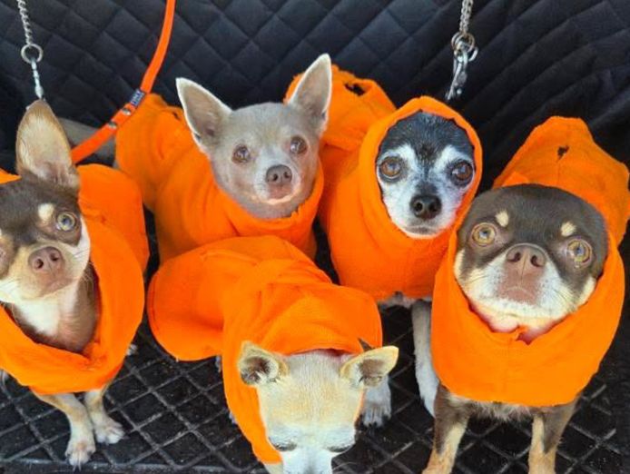 profitable-15-year-established-e-commerce-business-owner-operator-opportunity-5