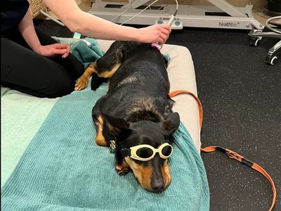 canine-hydro-rehabilitation-conditioning-1