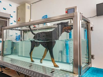 canine-hydro-rehabilitation-conditioning-4