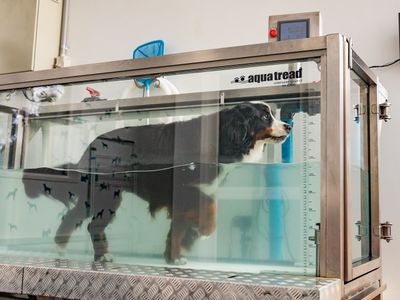 canine-hydro-rehabilitation-conditioning-2