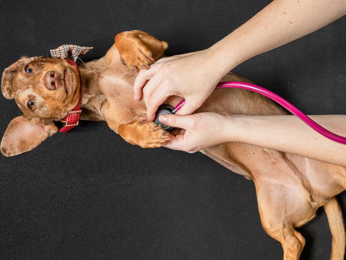 canine-hydro-rehabilitation-conditioning-3