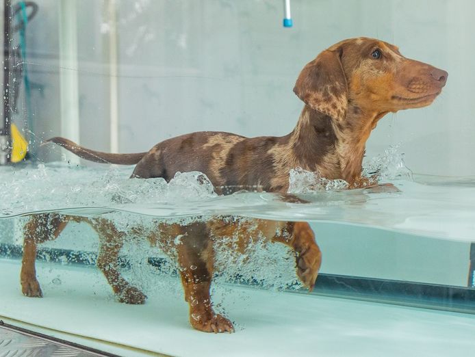 canine-hydro-rehabilitation-conditioning-0
