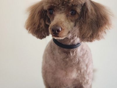 sole-trader-pet-grooming-salon-0