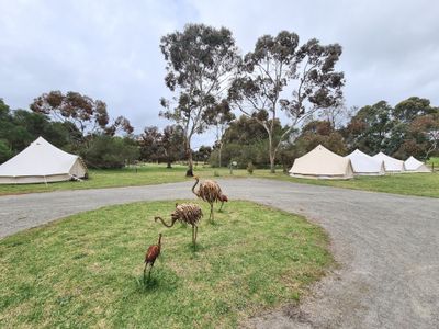 teepee-bell-tent-hire-business-6