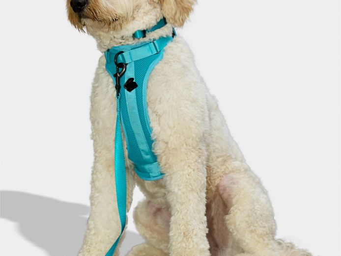online-pet-supply-business-ready-to-launch-0