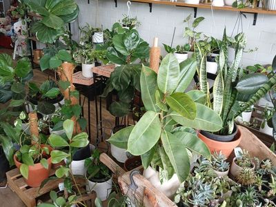 rare-opportunity-fully-equipped-florist-business-dubbo-2