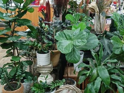 rare-opportunity-fully-equipped-florist-business-dubbo-2