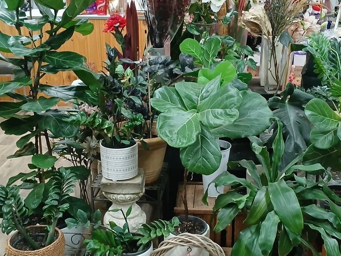 rare-opportunity-fully-equipped-florist-business-dubbo-2