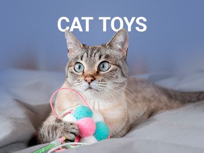 ecommerce-pet-business-for-sale-7