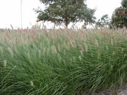 Profitable Online Nursery - Lifestyle business or add on | Fully Relocatable 