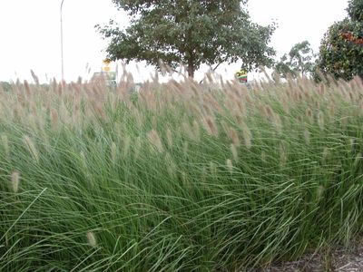 profitable-online-nursery-100k-profit-160k-stock-fully-relocatable-1