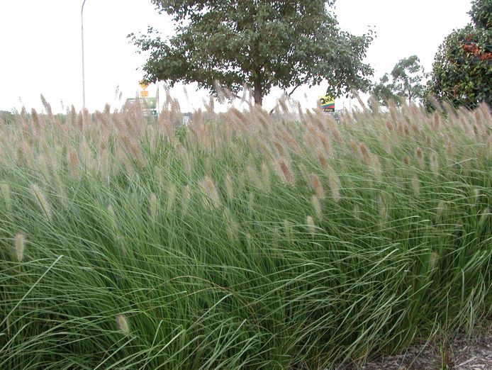 profitable-online-nursery-100k-profit-160k-stock-fully-relocatable-1