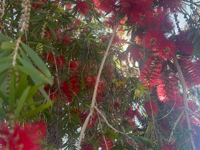 popular-local-cafe-for-sale-alice-springs-4