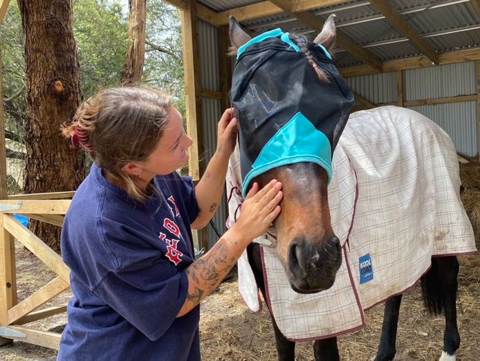 equine-assisted-therapy-business-established-client-base-0