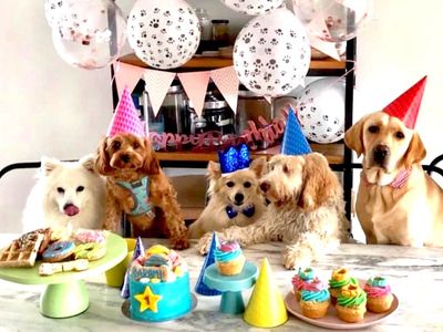 unique-niche-pet-bakery-for-sale-2