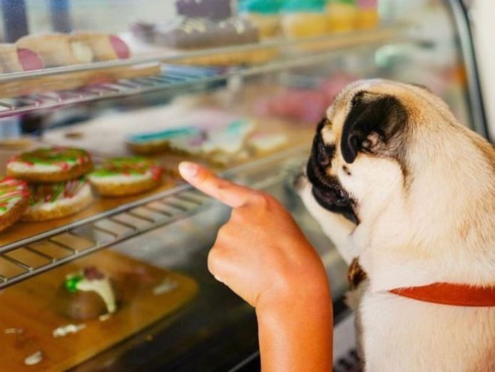unique-niche-pet-bakery-for-sale-0