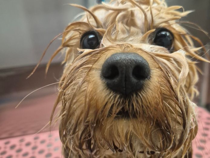 boutique-dog-grooming-salon-for-sale-0