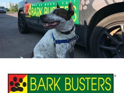 bark-busters-dog-training-franchise-northern-beaches-lower-north-shore-4